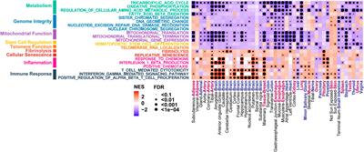 A Computational Framework to Characterize the Cancer Drug Induced Effect on Aging Using Transcriptomic Data